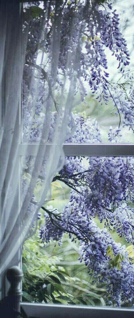 Lavender Wisteria, Strange Trails, Lilac Tea, Wisteria Cottage, Purple Cottage, Cottage Village, Lilac Cottage, Flower Pastel, Wisteria Lane