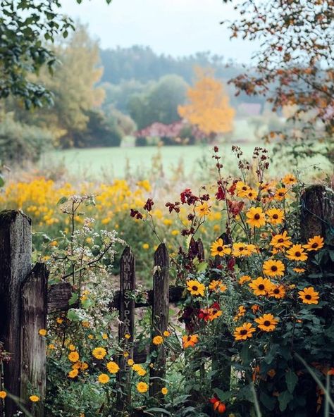 Country Rose Cottage Country Rose, Country Roses, Rose Cottage, Good Morning Beautiful, Good Morning, Cottage