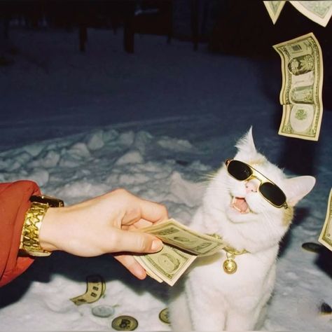 Cat With Money, Rich Cat, Cat Money, Cat Mood, Business Cat, Money Cat, Funny Looking Cats, Sassy Cat, Cat Pfp