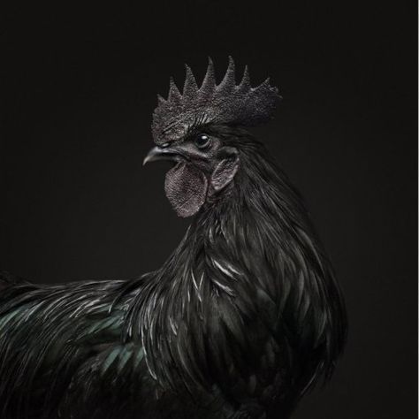 Ayam Cemani, Black Chickens, Black Rooster, Beautiful Chickens, Chicken Painting, Rooster Art, Simple Portrait, Chickens And Roosters, Chicken Breeds