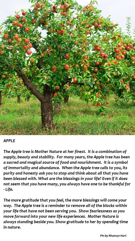 Apple Tree Apple Symbolism, Tree Meanings, Tree Magic, Magic Herbs, Sacred Tree, Apple Trees, Celtic Tree, Herbal Magic, Green Witch