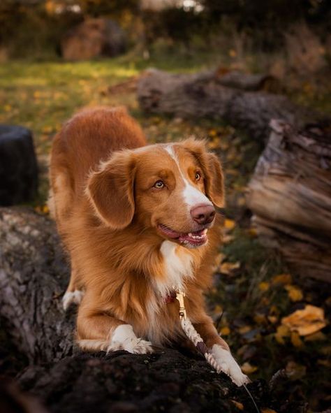 Nova Scotia Dog, Small Golden Retriever, Toller Dog, Duck Toller, Nova Scotia Duck Tolling Retriever, Dog Hacks, Different Dogs, Cute Animals Images, Water Dog