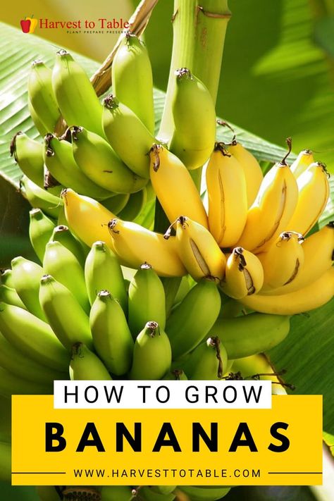 Fruits In Pots, Fruit On Tree, Banana Plant Care, Growing Bananas, Fruit Trees From Seed, Trees For Landscaping, How To Grow Bananas, Banana Trees, Growing Fruit Trees