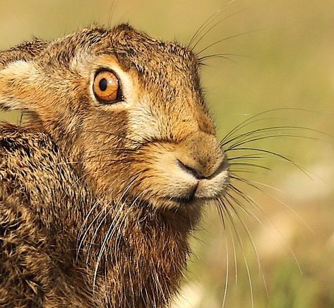 Frances Crickmore’s Instagram photo: “Absolutely stunning faces of our beautiful Hares.” Hare Reference, Hare Pictures, Looking Over Shoulder, Hare Art, Hare Photography, Rabbit Face, Wild Hare, Rabbit Sculpture, Adventure Time Art