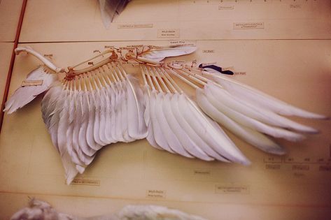 Wing Anatomy, Diy Wings, Animal Skeletons, Wings Drawing, Animal Anatomy, Wings Art, Bird Wings, Wings Costume, Animal Bones