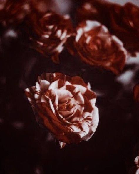 - and I’m again in the same red suit that you gave me, but you’re not around. Roses Alice In Wonderland, Hearts Aesthetic, Dark Alice In Wonderland, Album Artwork Cover Art, Queen Of Hearts Costume, Marissa Meyer, Rosé Aesthetic, King Of Hearts, Red Suit