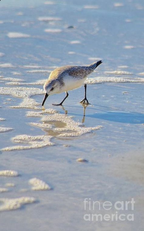 Sandpiper Painting, Shore Bird Art, Bird Painting Acrylic, Coastal Birds, Shore Birds, Bird Designs, Shorebirds, Bird Artwork, Bird Wall Art