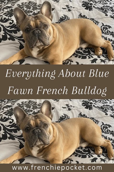 Dog owners worldwide have fallen in love with this endearing breed because of its unique appearance, friendly demeanor, and evident loyalty. #bluefawnfrenchbulldog #frenchies #bluefrenchies #bluefawnfrenchies #fawnfrenchies #fawnfrenchbulldog #frenchbulldog Blue Fawn French Bulldog, Price Table, French Bulldog Pictures, Cute Fluffy Puppies, Fawn French Bulldog, Bulldog Pictures, French Bulldog Breed, Black French Bulldogs, Pocket Bully