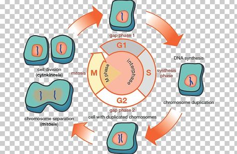 G1 Phase Cell Cycle, G1 Phase, Edible Cell Project, Edible Cell, Cell Project, Cells Project, Cell Cycle, Cell Division, Color Trends