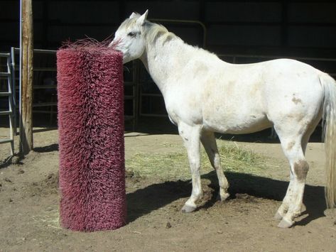 Horse Scratching Post, Cow Brush, Paddock Paradise Ideas, Horse Enrichment, Zoo Enrichment, Paddock Trail, Horse Paddock, Street Sweeper, Horse Farm Ideas