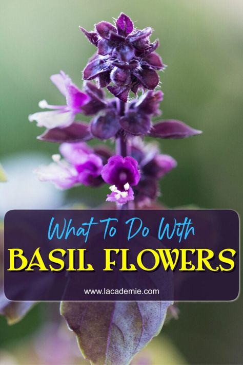 What To Do With Basil Flowers, Fresh Purple Basil Recipes, Recipes That Use Thai Basil, What To Do With Excess Basil, How To Preserve Thai Basil, Basil Flowers What To Do With, What To Do With Thai Basil, Cinnamon Basil Uses, Things To Do With Basil Leaves