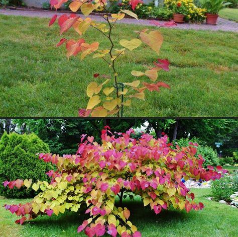 Tree Plant Flame Thrower Redbud Tree, Rising Sun Redbud, Privacy Ideas, Big Bed, Backyard Dreams, Redbud Tree, Backyard Privacy, Dream Yard, Green Things