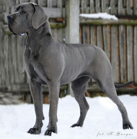 Blue European Great Dane Great Dane Mastiff Mix Dogs, Napoleon Mastiff, British Mastiff, Neo Mastiff, Fern Canyon, Blue Great Danes, Mastiff Mix, Neapolitan Mastiffs, Giant Dog Breeds