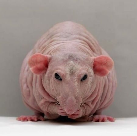 Stressed Out Animals Who Really Need A Break Hairless Animals, Hairless Rat, Rattus Rattus, Mole Rat, Dumbo Rat, Ugly Animals, Funny Rats, Fancy Rat