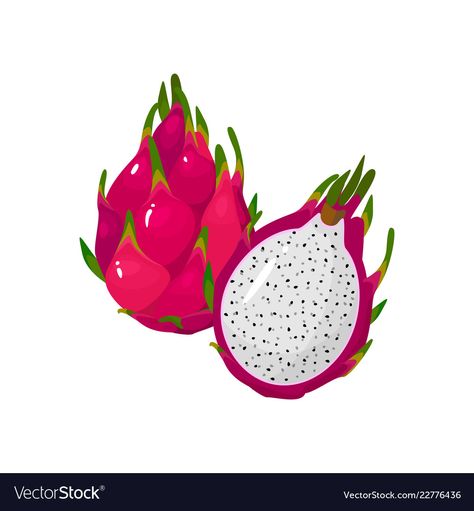 Cartoon fresh red dragon fruit isolated on white Vector Image Dragon Fruit Cartoon, Dragon Fruit Pictures, Dragon Fruit Illustration, Dragon Fruit Drawing, Dragon Fruit Vector, Dragon Fruits, Wine Bottle Label Design, Red Dragon Fruit, Buah Naga