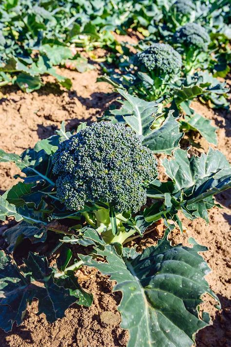 Want to grow your own broccoli? We share our top tips for growing your own at home, and getting multiple harvests. Read more now. Broccoli Growing Tips, How To Plant Broccoli, Growing Broccoli From Scraps, Broccoli Garden, Broccoli Harvesting, Broccoli Growing, Grow Broccoli, Broccoli Plant, Growing Broccoli