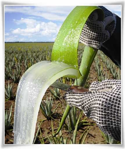 Fresh inner leaf gel of Aloe barbadensis Miller plant #StabilizedAloeVera #AloeVera #ForeverLivingProducts Aloe Vera Gel Forever, Aloe Barbadensis Miller, Forever Living Business, Aloe Vera Shampoo, Forever Living Aloe Vera, Aloe Vera Benefits, Aloe Vera Drink, Forever Products, Forever Aloe