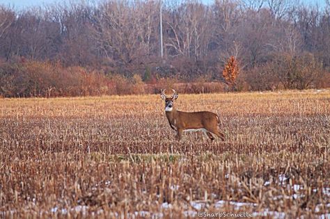 Deer grazing in corn stubble at sunset (November 2014). Deer Grazing, White Tail, Corn, Deer, Animals, Nature