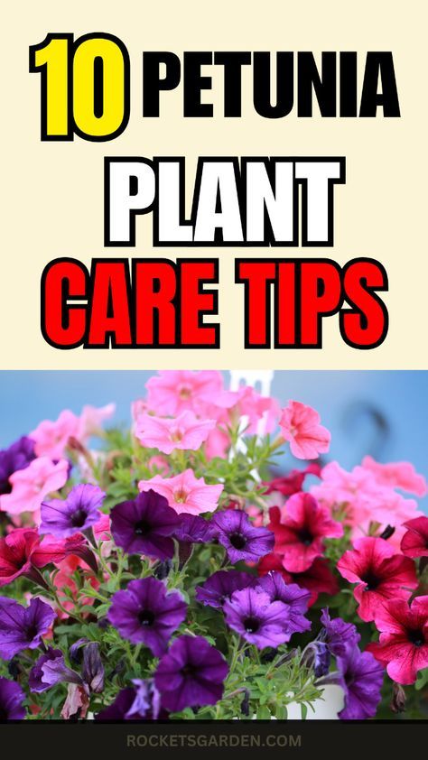 Discover 10 petunia care tips to grow colorful and abundant blooms all season long. Click to learn how to keep your petunias healthy and vibrant with ease! Petunia Pot Ideas, Petunia Planter, Petunia Care, Trailing Petunias, Phlox Plant, Wave Petunias, Petunia Plant, Petunia Flower, Organic Mulch