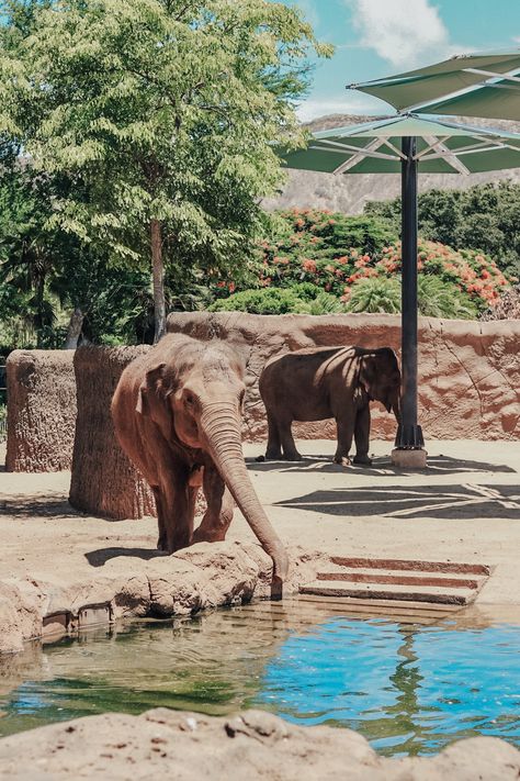 Interpretation Centre, Honolulu Zoo, Zoo Zoo, Zoo Ideas, Underwater Animals, Aquarium Design, Aquariums, Honolulu, Animal Photography