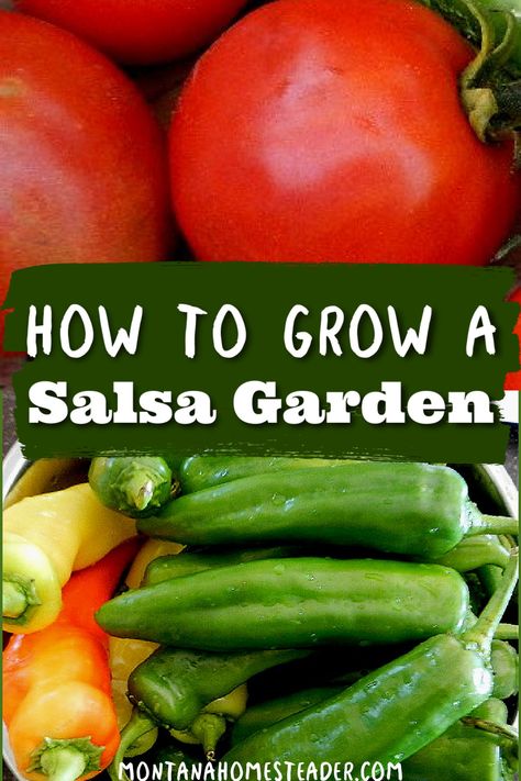 How to Grow a Salsa Garden Salsa Garden Layout, Garden Fresh Salsa, Ripen Green Tomatoes, Salsa Garden, Garden Salsa, Garden Prepping, Pepper Salsa, Varieties Of Tomatoes, Backyard Farm