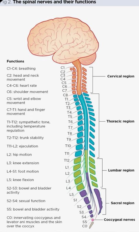 Human Body Nerve System, Spinal Nerve Function Chart, Spinal Nerve Function, Spinal Nerves Anatomy, Spinal Anatomy, Nerve Anatomy, Studie Hacks, Spinal Health, Survival Videos