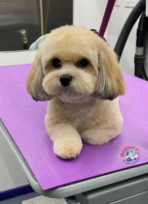 Yorkie Poo Haircut, Maltese Dogs Haircuts, Dog Grooming Shih Tzu, Havanese Haircuts, Shichon Puppies, Poodle Mix Puppies, Puppy Haircut, Dog Grooming Styles, Shih Tzu Grooming