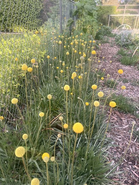 Craspedia — John's Plant Adventures Craspedia Plant, Grevillea Garden, Craspedia Flower, Flowers List, Dreamy Garden, Succession Planting, List Of Flowers, Garden Life, New Flower