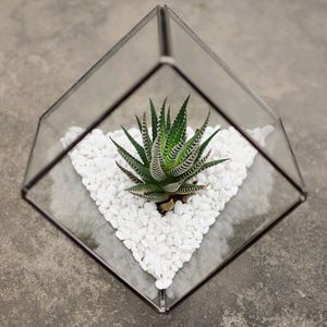 Glass Cube Succulent Terrarium Kit - new home gifts Gold Terrarium, Terrariums Diy, White Gravel, Diy Succulent Terrarium, Moss Plant, Geometric 3d, Geometric Terrarium, Terrariums Kits, Glass Cube