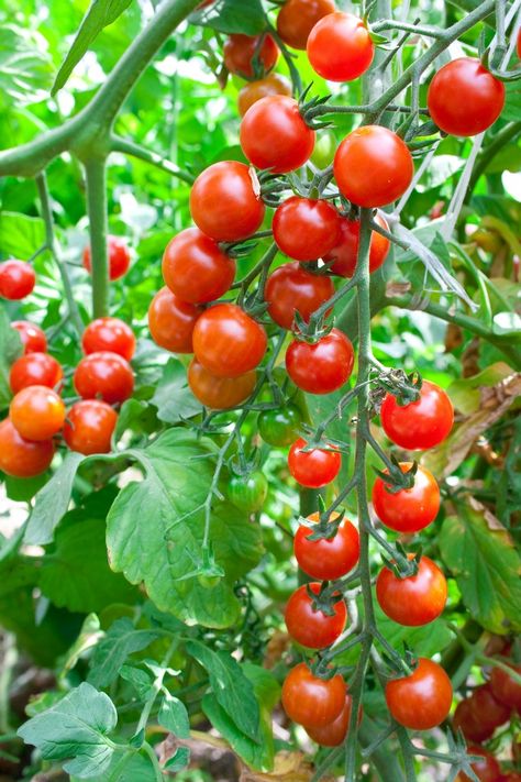 Growing cherry tomatoes in pots on your deck, porch, balcony, or patio couldn't be easier! We'll show you how to grow cherry tomatoes in a pot including choosing the right container. This post is full of tips for nurturing cherry tomato plants. How To Grow Cherries, Tanaman Tomat, Growing Cherry Tomatoes, Growing Tomatoes From Seed, Cherry Tomato Plant, Daucus Carota, Garden Wallpaper, Tortellini Soup, Veg Garden