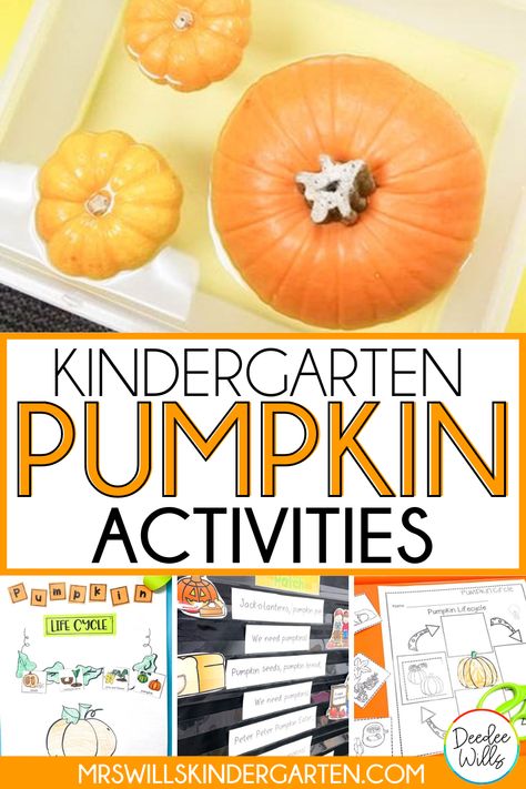 Get ready to explore pumpkins in kindergarten with these pumpkin activities, read aloud ideas, poems and more! I even share some great resource ideas to use when teaching about the life cycle and parts of a pumpkin. Pumpkin Day Activities Kindergarten, Pumpkin Investigation Kindergarten, Pumpkin Day Kindergarten, Pumpkin Unit Kindergarten, Whats Inside A Pumpkin Activity, Pumpkin Day First Grade, Kindergarten Pumpkin Activities, Pumpkin Science Kindergarten, Pumpkin Life Cycle Kindergarten