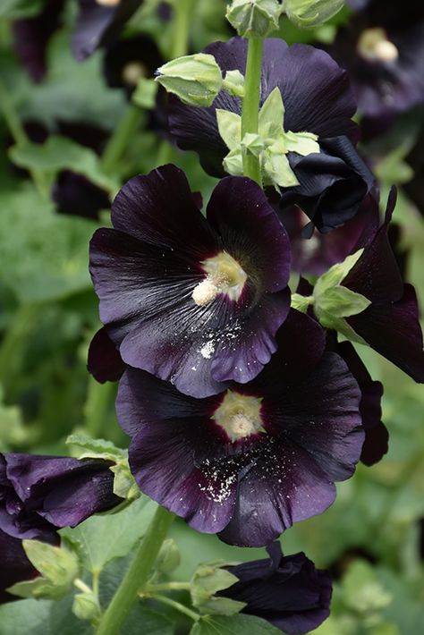 Blacknight Hollyhock (Alcea rosea 'Blacknight') at The Growing Place Growing Hollyhocks, Moody Garden, Alcea Rosea, Moody Gardens, Flowers To Grow, Hollyhocks Flowers, Flower Language, Black Rose Flower, Goth Garden