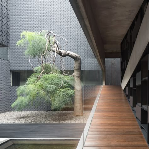 Five houses from Courtyard living: Contemporary houses of the Asia-Pacific Moringa Tree Landscape, Andra Matin, Ramps Architecture, Architecture Garden Design, Cornwall Garden, Courtyard Houses, Architecture Courtyard, Chinese Courtyard, Materials Board Interior Design