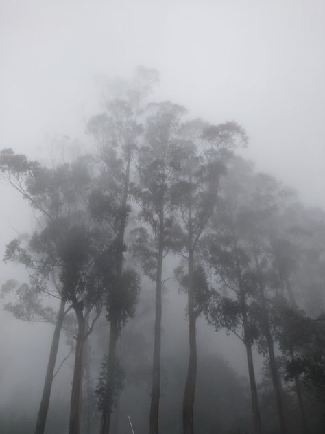 Kodaikanal Aesthetic, Foggy Aesthetic, Frame Story, Kodaikanal, Foggy Morning, Do Love, Men Fashion, Places To Go, Vision Board