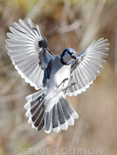 Blue Jay wing span by Steve Courson on Flickr* Blue Jay Wings, Wing Aesthetic, Blue Jay Bird, Jay Bird, Bird Wings, Bird Drawings, Pretty Birds, Bird Photo, Colorful Birds