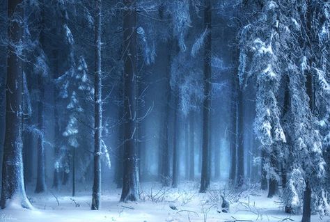 Winterwald by *RobinHalioua The Winternight Trilogy, Winter Wallpaper Desktop, The Bear And The Nightingale, Winter Snow Wallpaper, Season Wallpapers, Katherine Arden, Winternight Trilogy, Frozen Forest, Winter Backgrounds