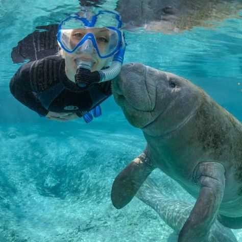 Swimming With Manatees, Florida Vacation Spots, Crystal River Florida, Wildlife Biologist, Under The Water, Manatees, Crystal River, Marine Biologist, Oceanography