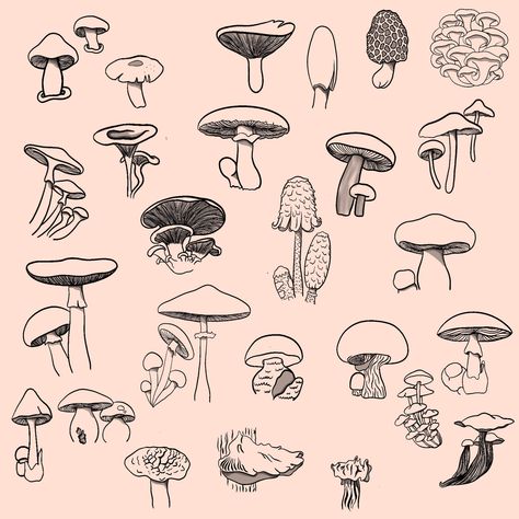 Mushroom Tattoo Flash, Mushroom Flash Tattoo, Mushroom Flash, Mushroom Tattoo, Art Mushroom, Mushroom Tattoos, Flash Sheet, Flash Tattoo Designs, Tattoo Flash Sheet