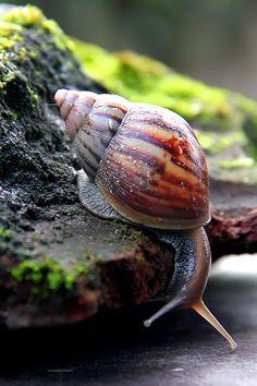 Snail Snail Image, Pet Snails, Snail Art, Snails In Garden, Vegetable Plants, Molluscs, Sea Snail, Airbrush Art, Arachnids