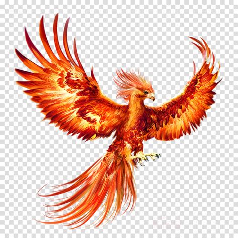 Phoenix Bird Drawing, Bird Drawing, Phoenix Bird, The Sky, Phoenix, Clip Art, Orange, Red, White