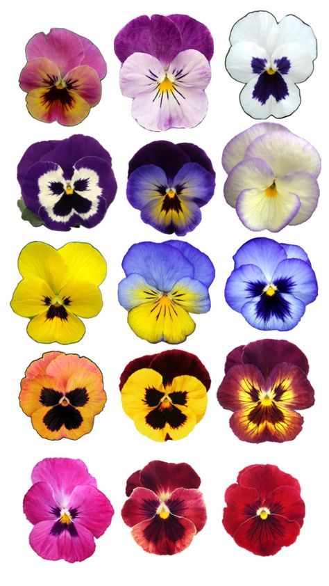 Flower Icons, Pansies Flowers, Art Block, Art Reference Photos, Oil Pastel, Pansies, Botanical Prints, Collage Art, Hibiscus