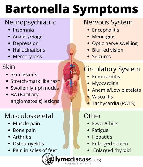 Bartonella Symptoms, Spleen Pain, Enlarged Thyroid, Human Teeth, Circulatory System, Sleep Problems, Muscle Pain, Age 12, What’s Going On