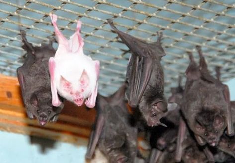 ≡ 27+ Cutest Albino Animals in the World ➤ Brain Berries Albino Bat, Melanistic Animals, Rare Albino Animals, Albino Animals, Rare Animals, Black Animals, Whitetail Deer, Animal Faces, Animals Of The World