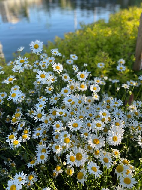 Baby Print Art, Leaf Photography, Daisy Field, Nothing But Flowers, Flower Therapy, Beautiful Bouquet Of Flowers, Chamomile Flowers, Spring Aesthetic, Pretty Plants