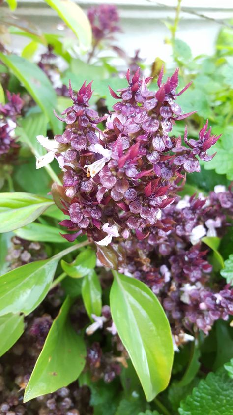 Cinnamon Basil – Mostly Greek Cinnamon Flower, Making Cinnamon Rolls, Preserve Fresh Herbs, Cinnamon Basil, Basil Herb, Ocimum Basilicum, Growing Basil, Savory Dishes, Sweet Basil