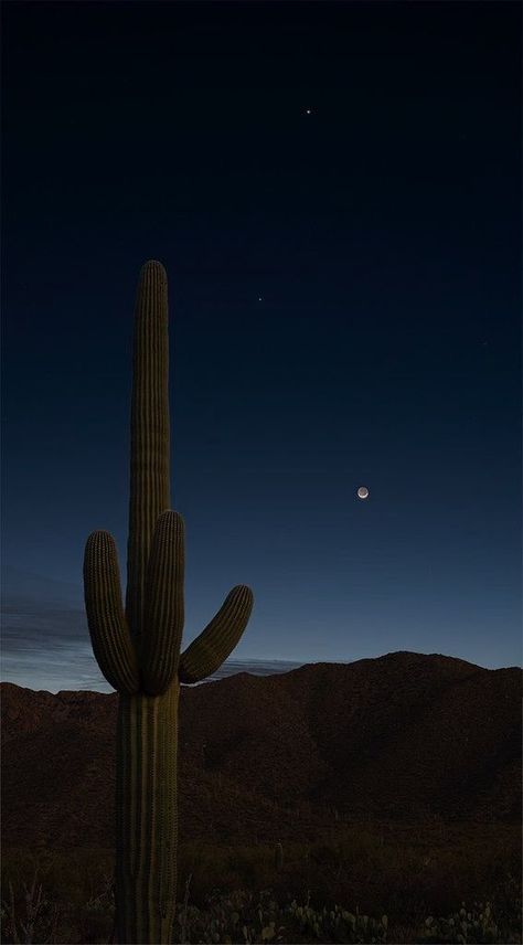 hedgehog cactus, cactus, desert, moon, sky, sunset, outdoors, landscape, travel, mountain, nature, dawn, light, sun, dusk Cactus Aesthetic, Hedgehog Cactus, Iphone Wallpaper Quotes Inspirational, Desert Moon, Phone Background Patterns, Light Sun, Cactus Desert, Surreal Photos, Mountain Nature