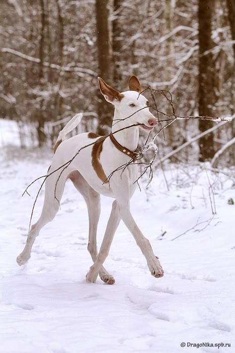 Dog Oc, Dog Reference, Ibizan Hound, Animal Poses, Pharaoh Hound, Blind Dog, Dog Poses, Animal Anatomy, Pretty Dogs