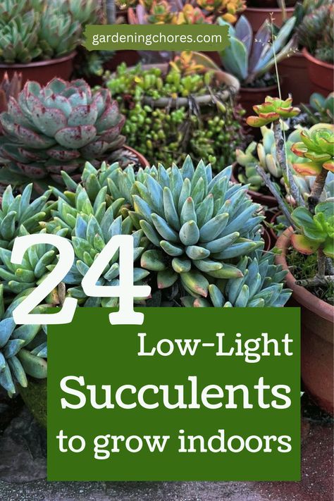 Plants Indirect Sunlight, Decorating With Succulents Indoors, Potted Succulents Indoor, Succulents Arrangements Indoor, Best Succulents For Indoors, Low Light Succulents Indoor, Caring For Succulents Indoor, How To Care For Succulents, Best Indoor Plants For Low Light