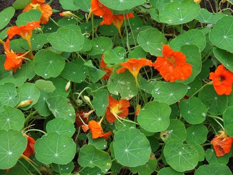 The Various Health Benefits and Uses of Nasturtiums - CalorieBee Nasturtium Flower, Edible Leaves, Sunny Flowers, Herb Life, Natural Antibiotic, Backyard Plants, Natural Antibiotics, Fruit Flowers, Healing Herbs