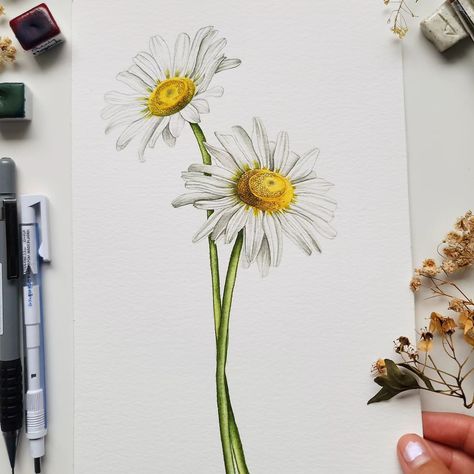 Flower no.3 for the April Flower Challenge - Daisies! I had fun painting this one, although it was quite intimidating and difficult to begin with 🌻 how do you find painting white flowers? And as usual, use the hashtag #flowersinapril to join the challenge, and don't forget to tag myself and @arkaarcreations so we can see your beautiful work ❤️ . . . . . . . . . . . . . #watercolorpainting #floralwatercolor #flowerpainting #botanicalpainting #botanicalart #bouquetpainting #watercolor #wate... Painting White Flowers, April Flower, Watercolor Daisy, Instagram Portfolio, April Flowers, Daisy Painting, Botanical Painting, Color Inspo, Your Beautiful